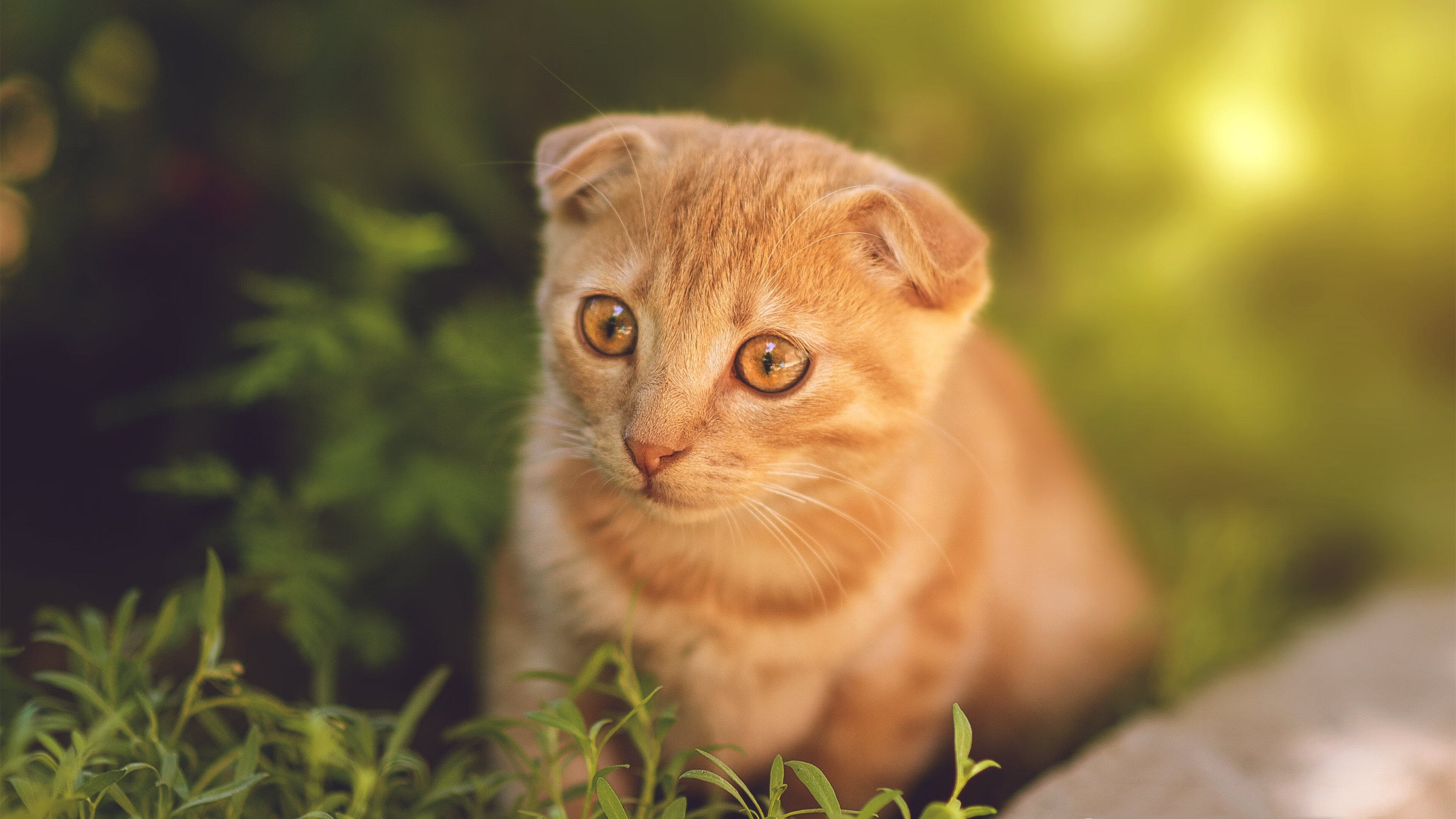 爱游戏在线-跨界统治，奥地利足球战术如何铸就奥纳纳的NBA季后赛传奇
