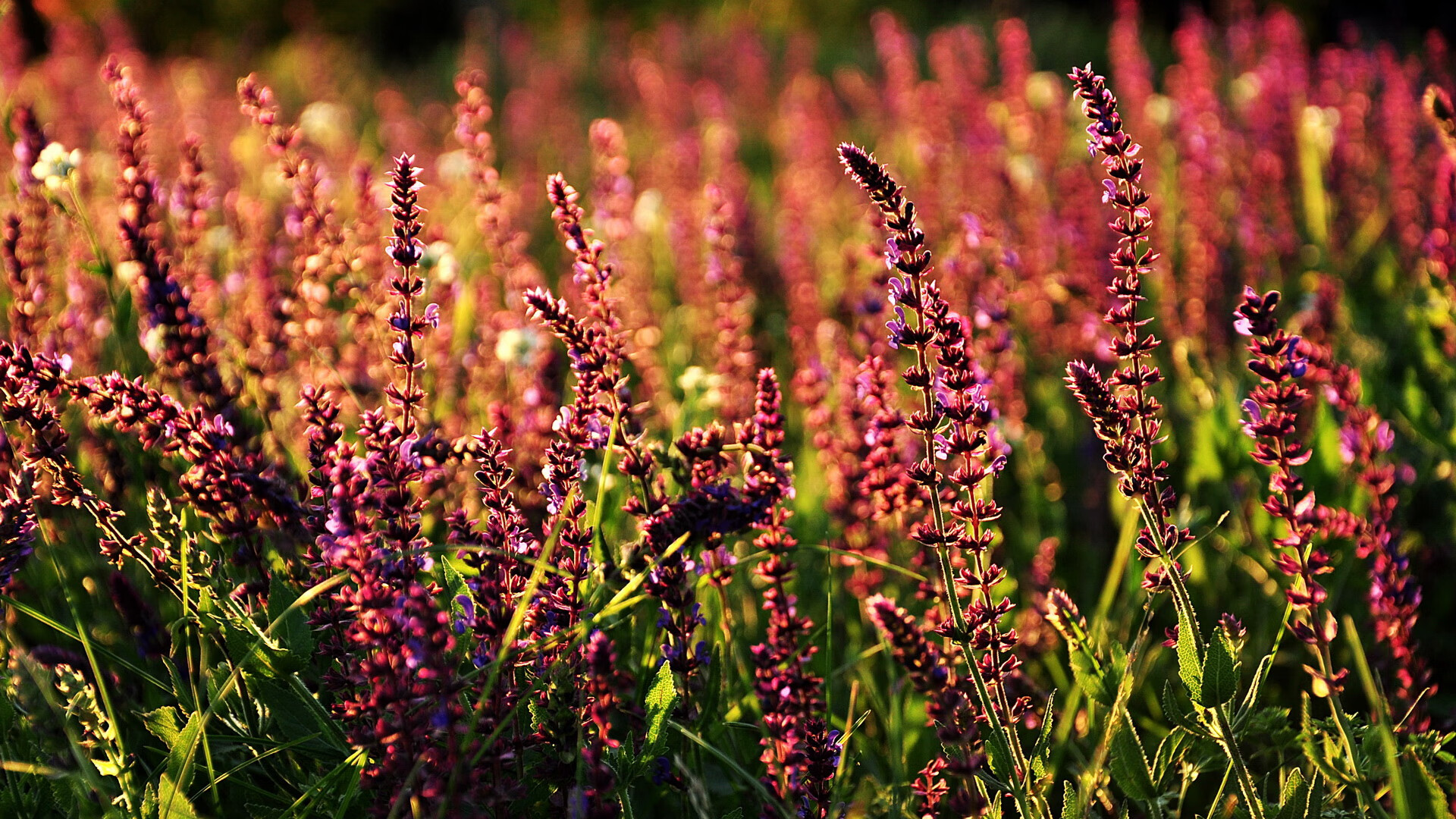窒息牢笼与锋利手术刀,当灰熊锁死东契奇,范弗利特刺穿所有防守