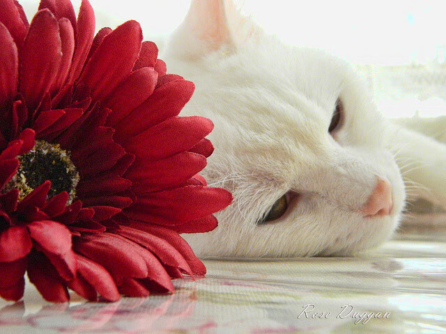 神锋交易与关键先生,现代足球的胜负手定律