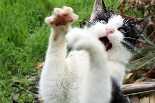 跨越大西洋的绝杀基因，当亚平宁的绿茵场响起波特兰的终场哨