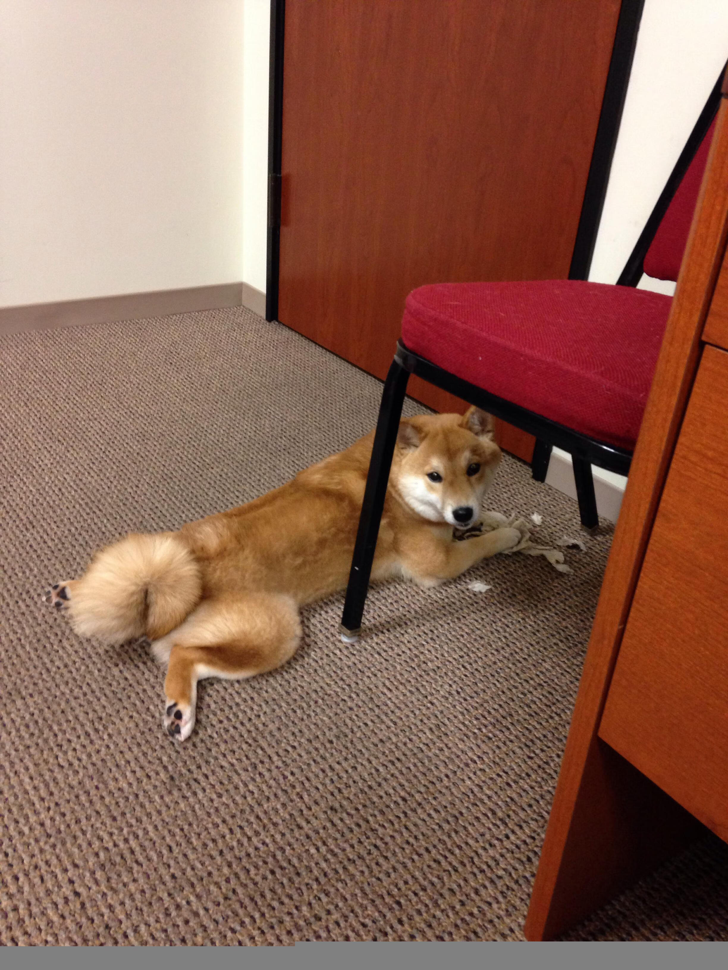 篮球双雄记,上海队生死战逆转雄鹿,布克欧冠淘汰赛独揽乾坤