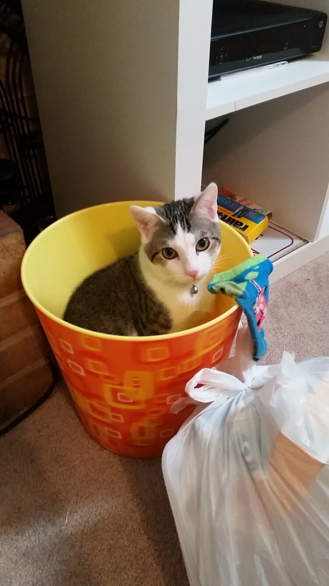 跨界巅峰战，莫兰特节奏魔术撕裂时空，凯尔特人血拼浙江队铸就传奇