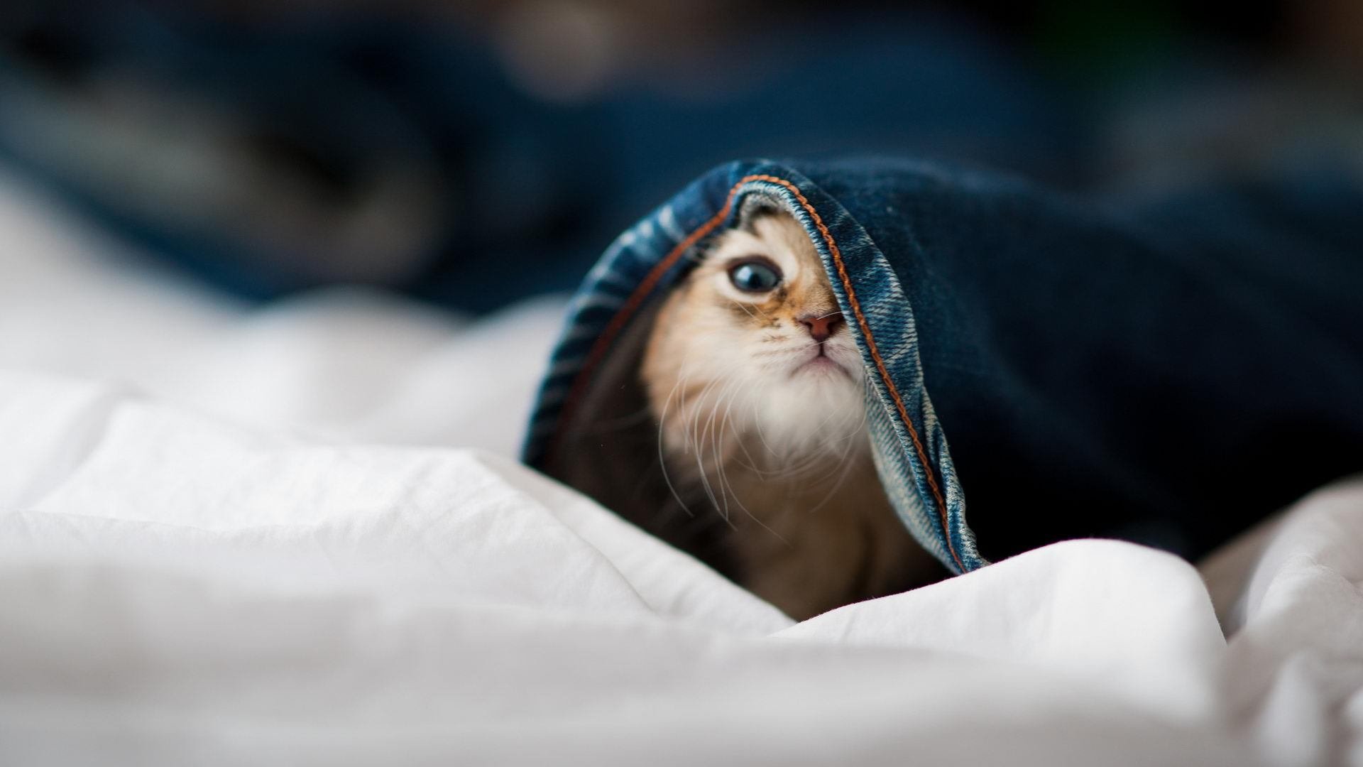 南半球奇迹，澳大利亚力克摩纳哥，巴尔韦德攻防两端统治大都会