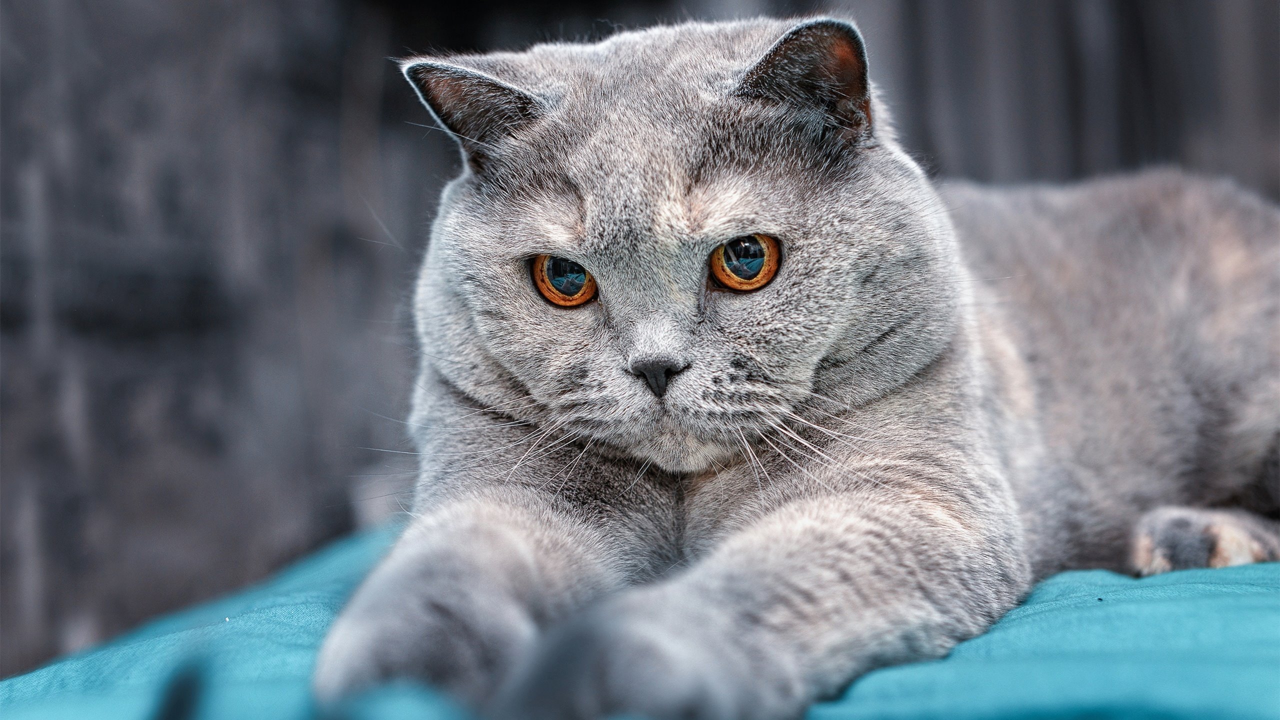 镜像时刻，当上海队险胜热火，杰伦·格林在欧冠半决赛接管比赛