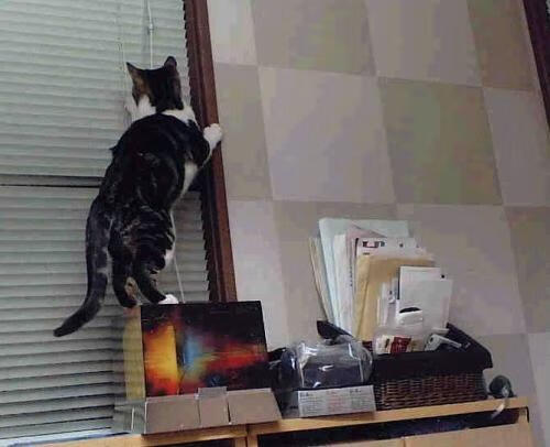 冷雨夜，洛城！爵士疯狂爆冷背后，竟是利拉德导演的一场戏？