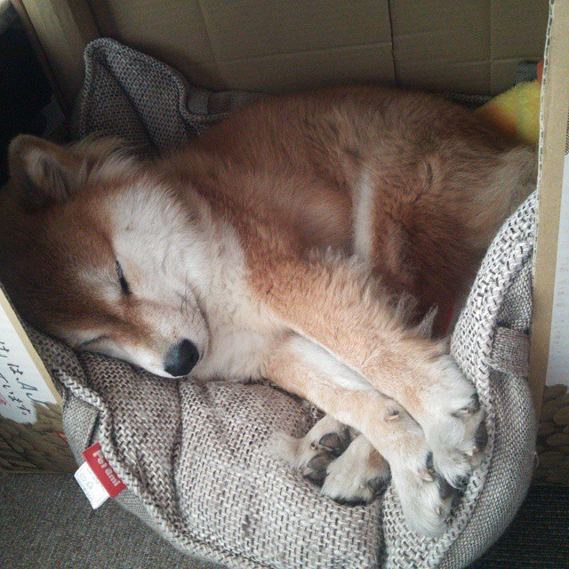 关键一击,加拿大如何在这场全球排名的焦点战中一波带走德国