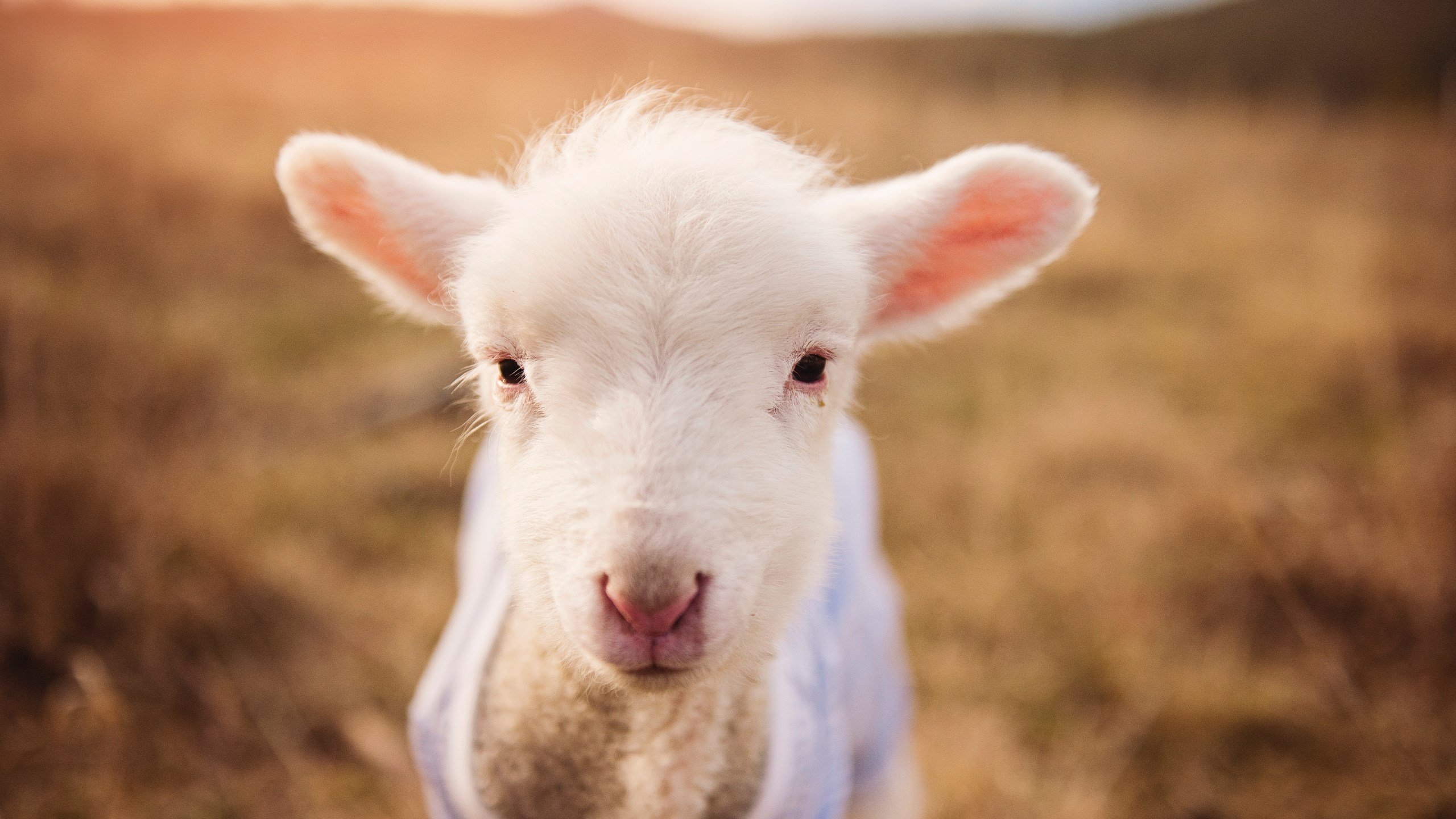 马丁内利闪耀时刻，英格兰在年度焦点战中绝杀爱尔兰