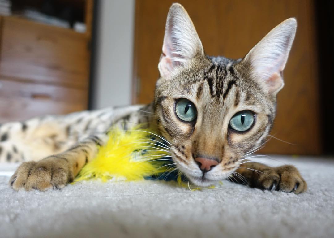 爱游戏官方入口-太阳灼穿魔术，霍勒迪是那把最关键的钥匙