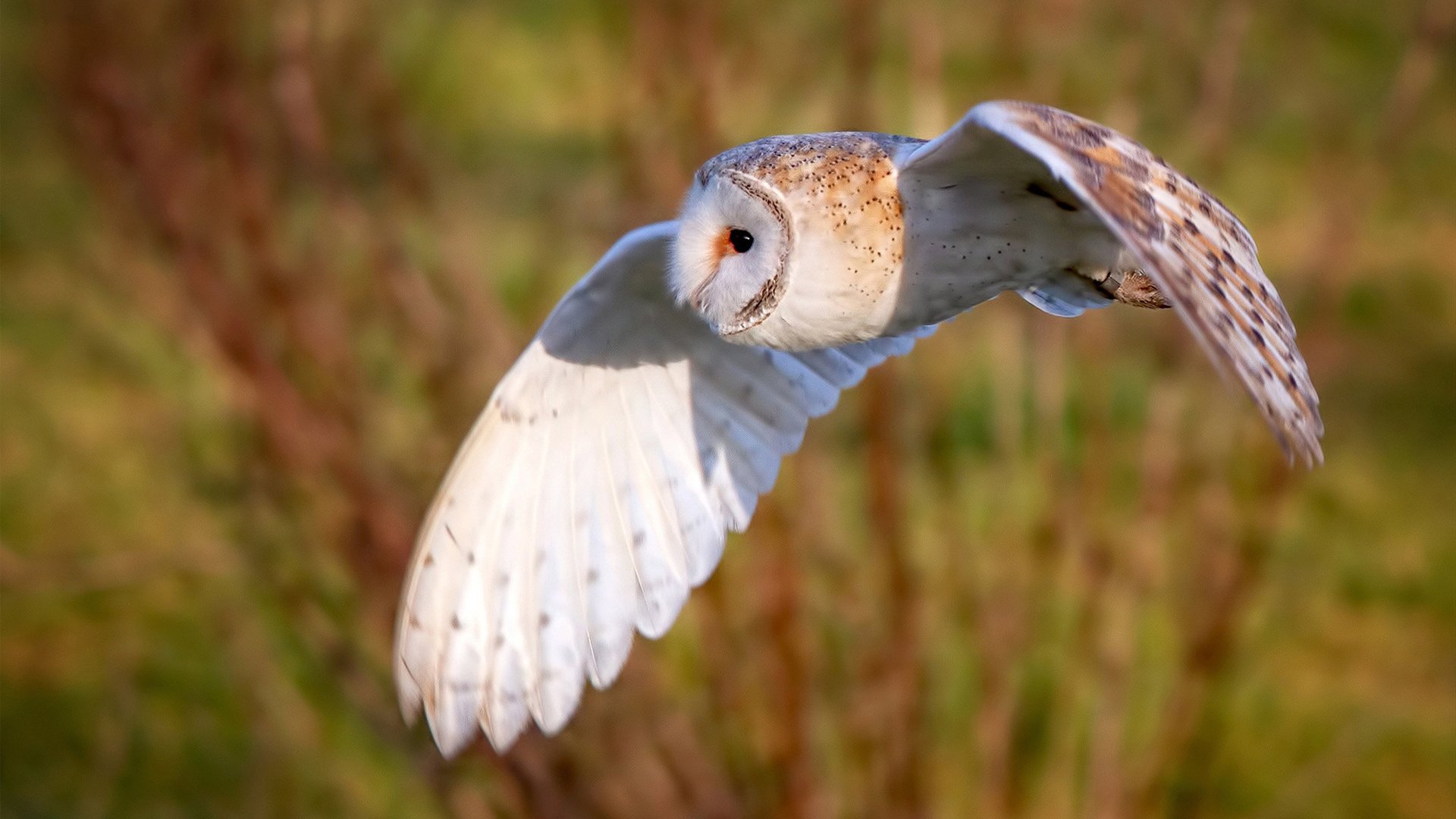 陨石撞击月面之夜，当奥利维耶撕开奥运的寂静真空
