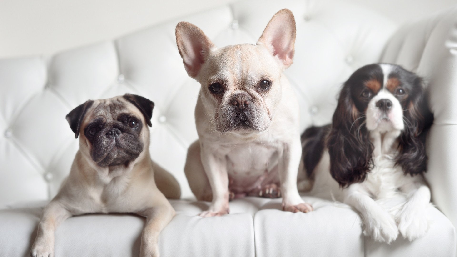 爵士独舞踏碎凤凰城，米切尔用个人能力重铸秩序