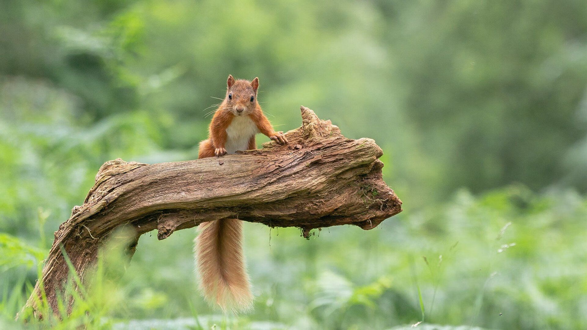 爱游戏官网-当掘金高原遇上东北虎，杜兰特用历史级表演终结悬念